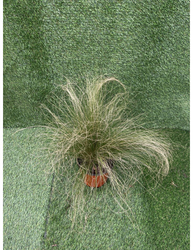 Stipa Plant for Sale - Bush Plants Online | Mondo Piante