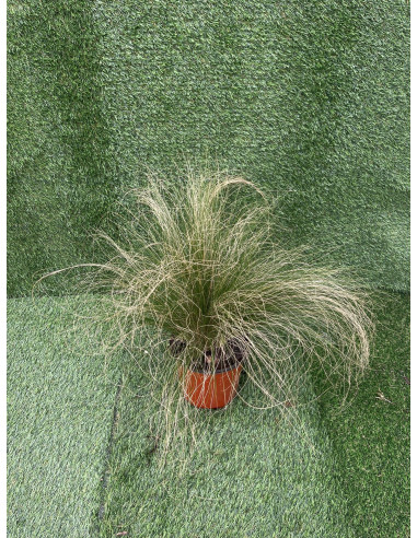 Stipa Plant for Sale - Bush Plants Online | Mondo Piante