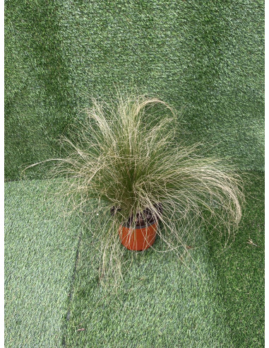 Stipa Plant for Sale - Bush Plants Online | Mondo Piante