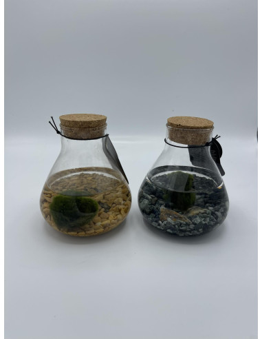 Vendita Ampolla con Marimo-Alga palla Giapponese |Vivaio Mondo Piante