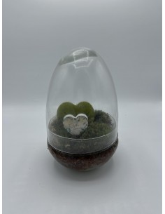 Terrarium Hoya kerrii 2