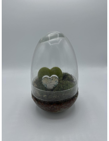 Vendita Terrarium Di Hoya kerrii- Piante Grasse-Vivaio Mondo Piante