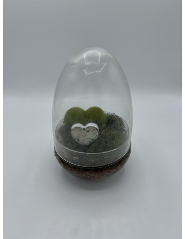 Vendita Terrarium Di Hoya kerrii- Piante Grasse-Vivaio Mondo Piante