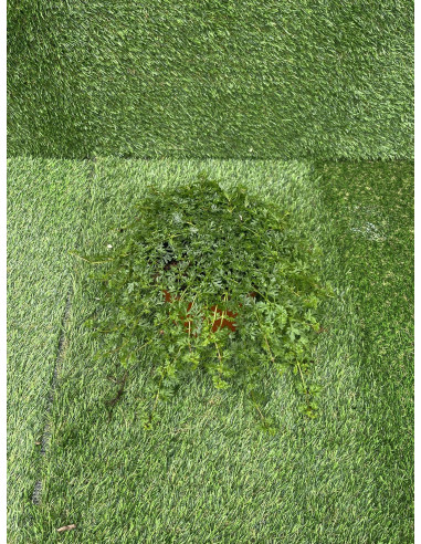 Vendita Pianta di Verbena Vaso 18cm-Piante Da Cespuglio | Mondo Piante