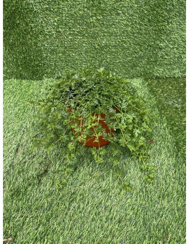 Vendita Pianta di Verbena Vaso 18cm-Piante Da Cespuglio | Mondo Piante