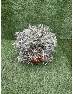 Cerastium Tomentosum Plant... 2