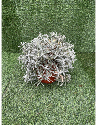 5 Piante Cerastium Vaso 7cm- Vendita Pianta Da Cespuglio|Mondo Piante