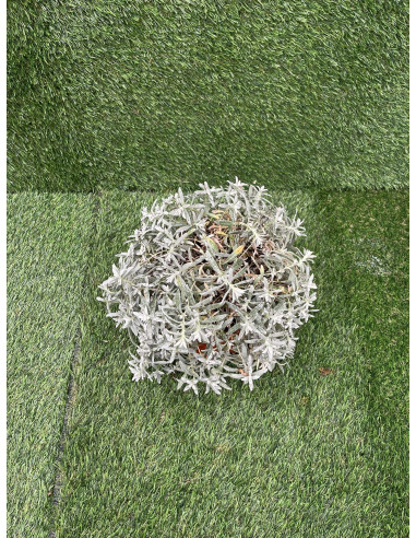 5 Piante Cerastium Vaso 7cm- Vendita Pianta Da Cespuglio|Mondo Piante