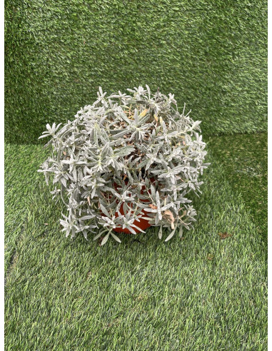 Cerastium Tomentosum Plant for Sale - Bush Plants Online | Mondo Piante
