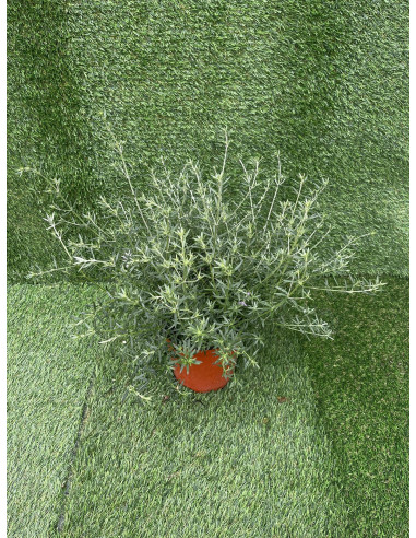 Westringia Plant for Sale - Bush Plants Online | Mondo Piante