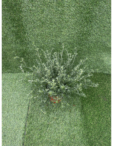 Westringia Plant for Sale - Bush Plants Online | Mondo Piante