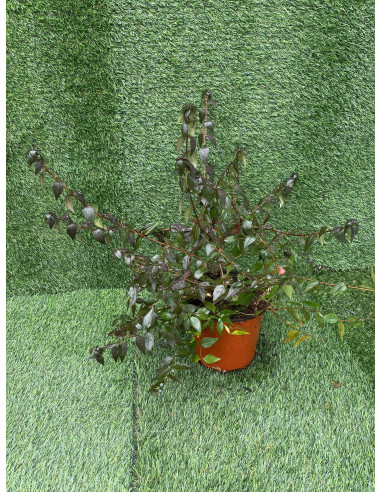 Pianta di Abelia 18cm - Vendita Piante Da Cespuglio Online |Mondo Piante
