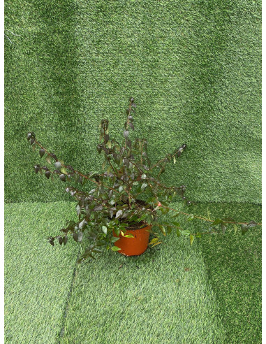 Pianta di Abelia 18cm - Vendita Piante Da Cespuglio Online |Mondo Piante