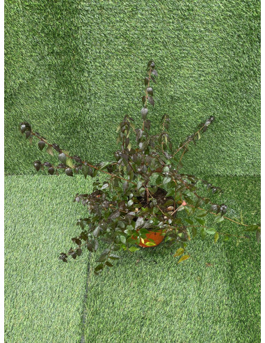Abelia Grandiflora Plant for Sale -  Bush Plants Online | Mondo Piante