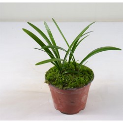 Clivia Plant