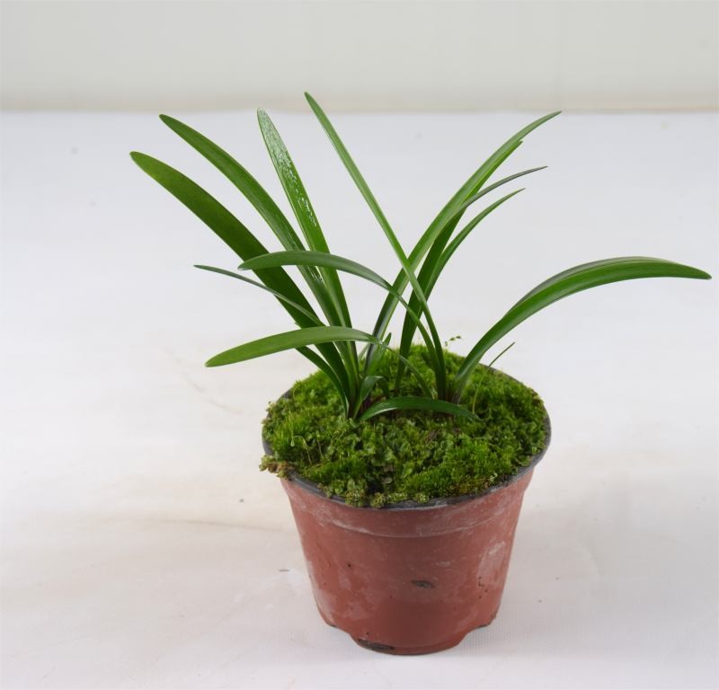 Clivia Plant for Sale - Bush Plants Online | Mondo Piante | Fertiggardinen