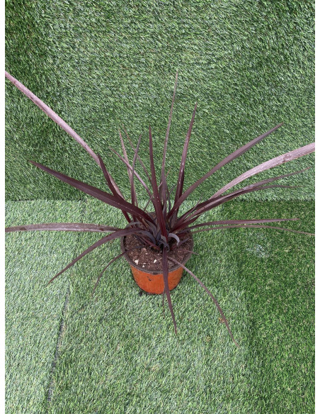 Vendita Pianta Phormium - Piante Da Cespuglio OnLine| Mondo Piante