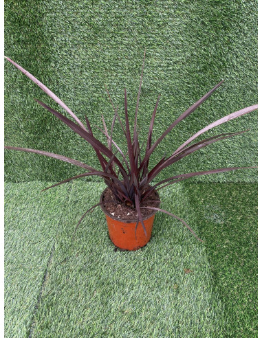 Vendita Pianta Phormium - Piante Da Cespuglio OnLine| Mondo Piante