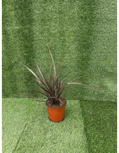 Vendita Pianta Phormium - Piante Da Cespuglio OnLine| Mondo Piante