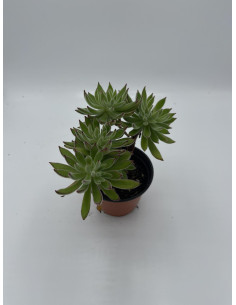 Vendita Pianta Grassa Anacampseros rufescens | MondoPiante