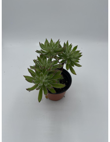 Vendita Pianta Grassa Anacampseros rufescens | MondoPiante