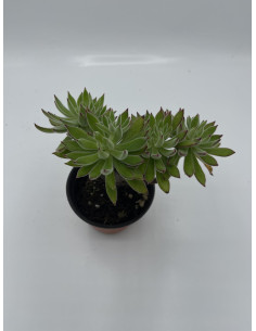 Vendita Pianta Grassa Anacampseros rufescens | MondoPiante 2