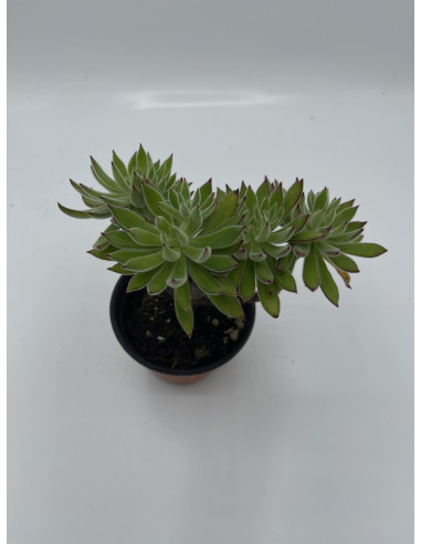 Vendita Pianta Grassa Anacampseros rufescens | MondoPiante