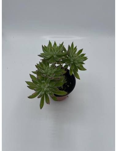 Vendita Pianta Grassa Anacampseros rufescens | MondoPiante