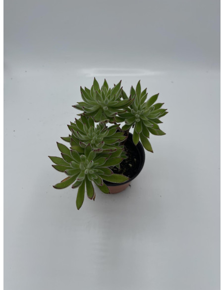 Vendita Pianta Grassa Anacampseros rufescens | MondoPiante