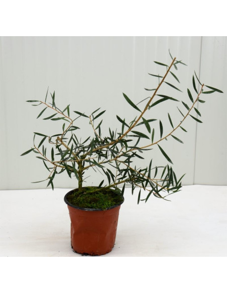 Pianta di Callistemon in Vaso 14cm- Piante Da Cespuglio| Mondo Piante