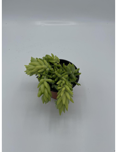 Vendita Pianta Grassa Petrosedum sediforme OnLine|Vivaio Mondo Piante