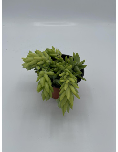 Vendita Pianta Grassa Petrosedum sediforme OnLine|Vivaio Mondo Piante