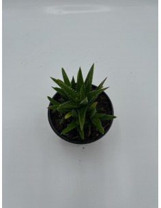 Pianta Grassa Aloe Brevifolia
