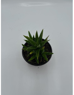 Vendita Aloe mitriformis | L'Aloe a Mitra | MondoPiante