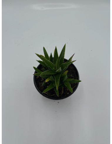 Vendita Aloe mitriformis | L'Aloe a Mitra | MondoPiante