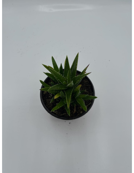 Vendita Aloe mitriformis | L'Aloe a Mitra | MondoPiante