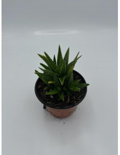 Pianta Grassa Aloe Brevifolia 2