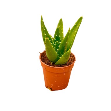 Aloe Brevifolia Plant for Sale-Succulent Plants|Mondo Piante
