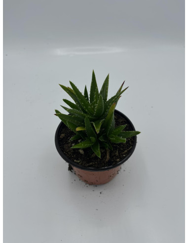Vendita Aloe mitriformis | L'Aloe a Mitra | MondoPiante