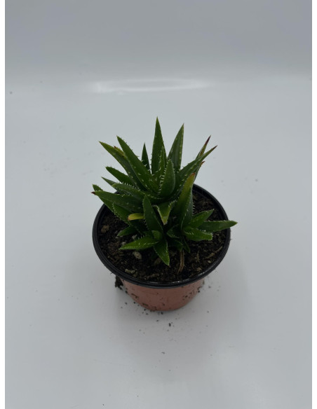Vendita Aloe mitriformis | L'Aloe a Mitra | MondoPiante