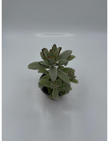 Vendita Pianta Grassa Kalanchoe Tomentosa | MondoPiante