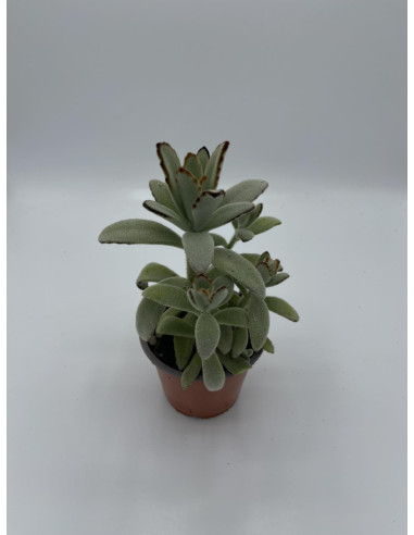 Kalanchoe Tomentosa Plant for Sale-Succulent Plants|Mondo Piante