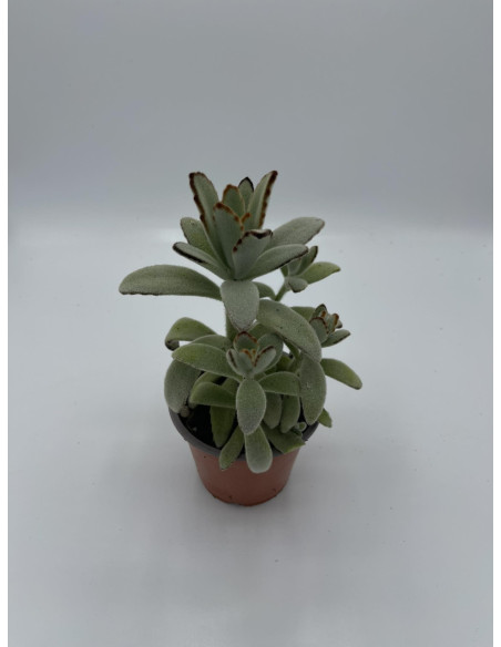 Vendita Pianta Grassa Kalanchoe Tomentosa | MondoPiante