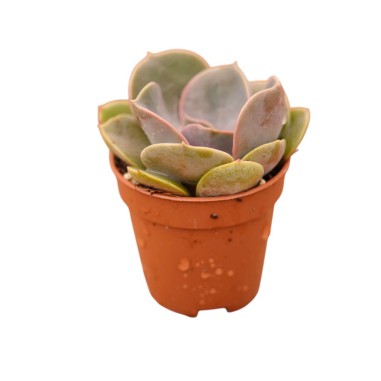Echeveria of Nuremberg Plant for Sale-Succulent Plants|Mondo Piante