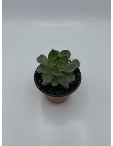 Vendita Echeveria Perle von Nurnberg | MondoPiante