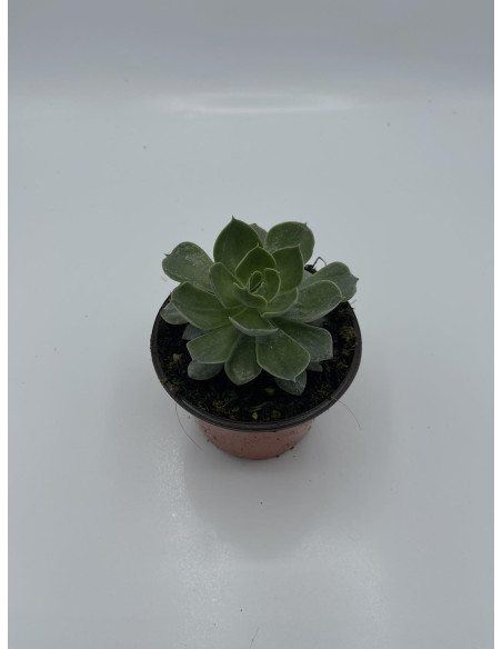 Vendita Echeveria Perle von Nurnberg | MondoPiante