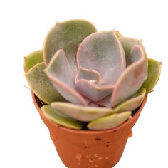 Vendita Echeveria Perle von Nurnberg | MondoPiante