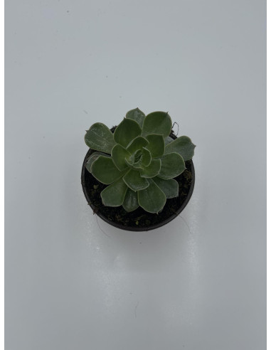 Vendita Echeveria Perle von Nurnberg | MondoPiante
