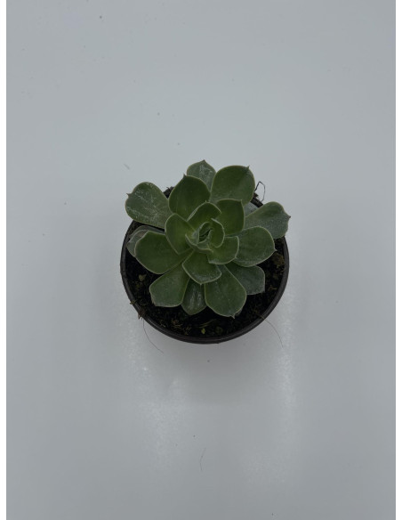 Vendita Echeveria Perle von Nurnberg | MondoPiante