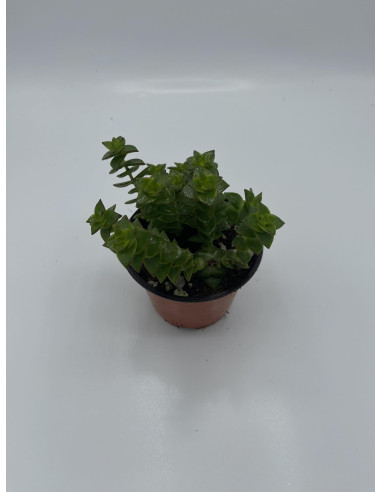Vendita Pianta Grassa Crassula Perforata | MondoPiante